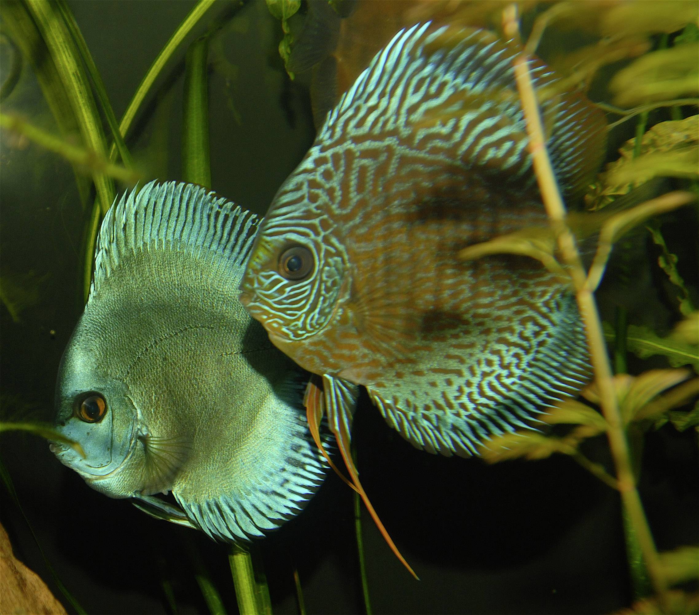 Two colourful fish are swimming among green plants in an aquarium. One fish has a blue pattern, while the other is greenish.