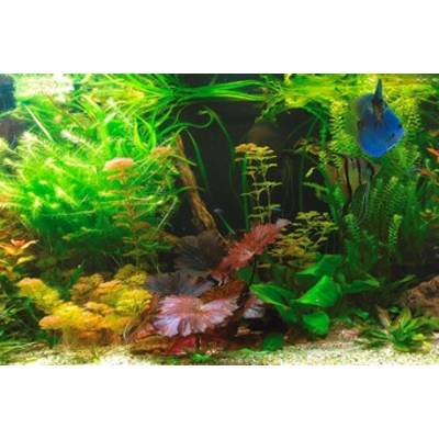 Aquarium with colourful fish and lush plant life. Various plant species and vibrant fish create a dynamic scene.