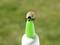 A fully engorged tick sits on the tip of a green object against a blurred, green background.