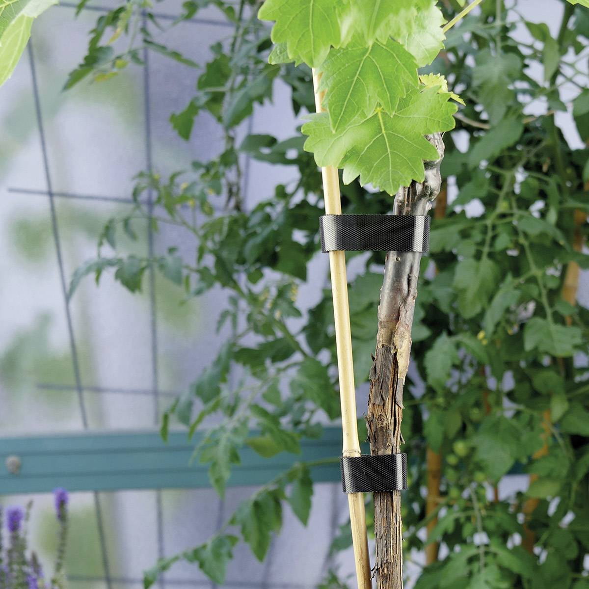 A young tree is tied to a wooden stake with two black bands to provide support during growth. Green leaves are visible in the background.