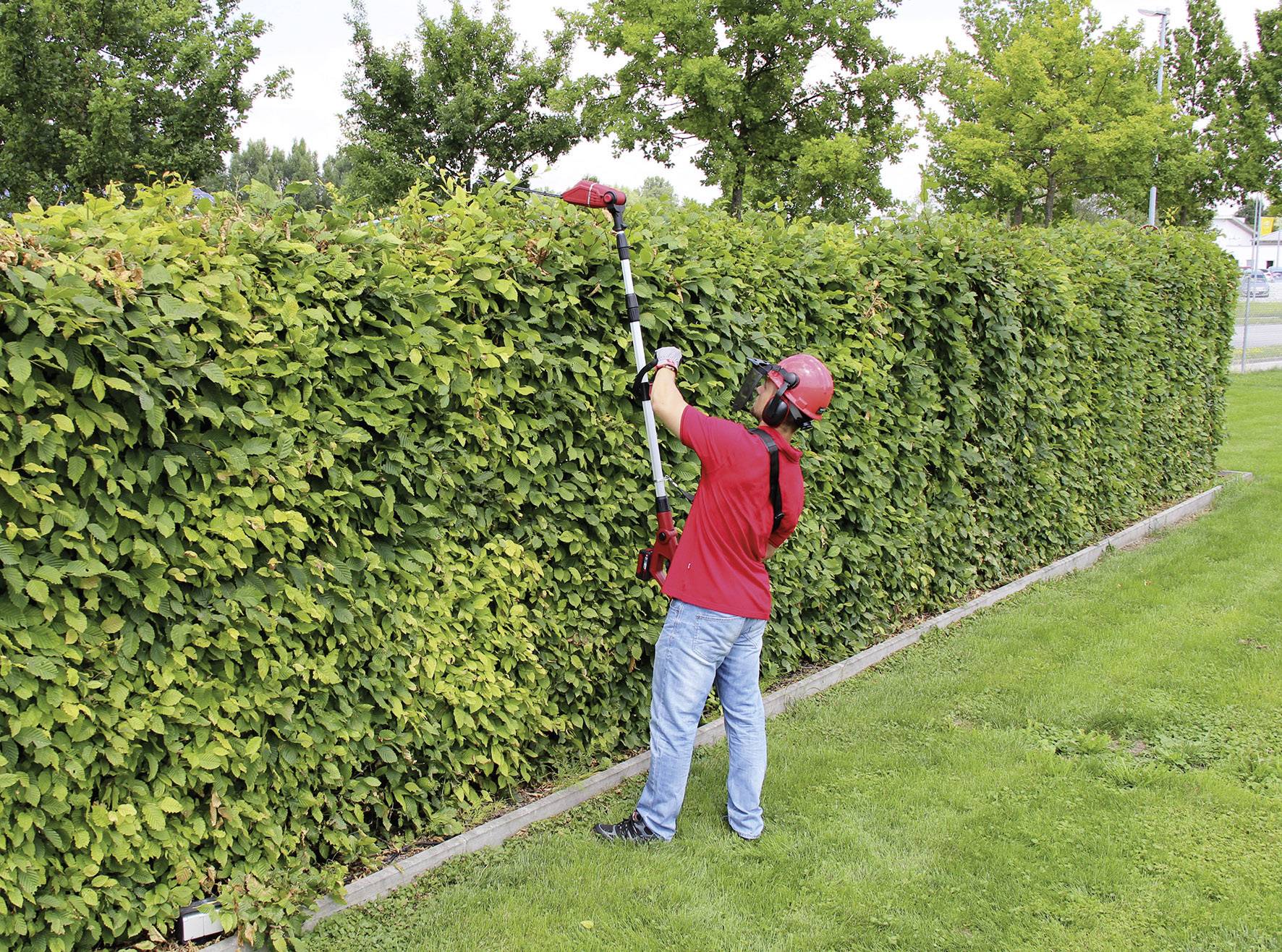 A gardener in a red shirt and blue jeans is trimming a tall, green hedge with an electric hedge trimmer.