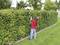 A gardener in a red shirt and blue jeans is trimming a tall, green hedge with an electric hedge trimmer.