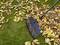 A rake is collecting yellow and red leaves on green grass.