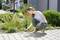 A woman kneels on a paved path and removes weeds from the joints using a tool. Gardens can be seen in the background.
