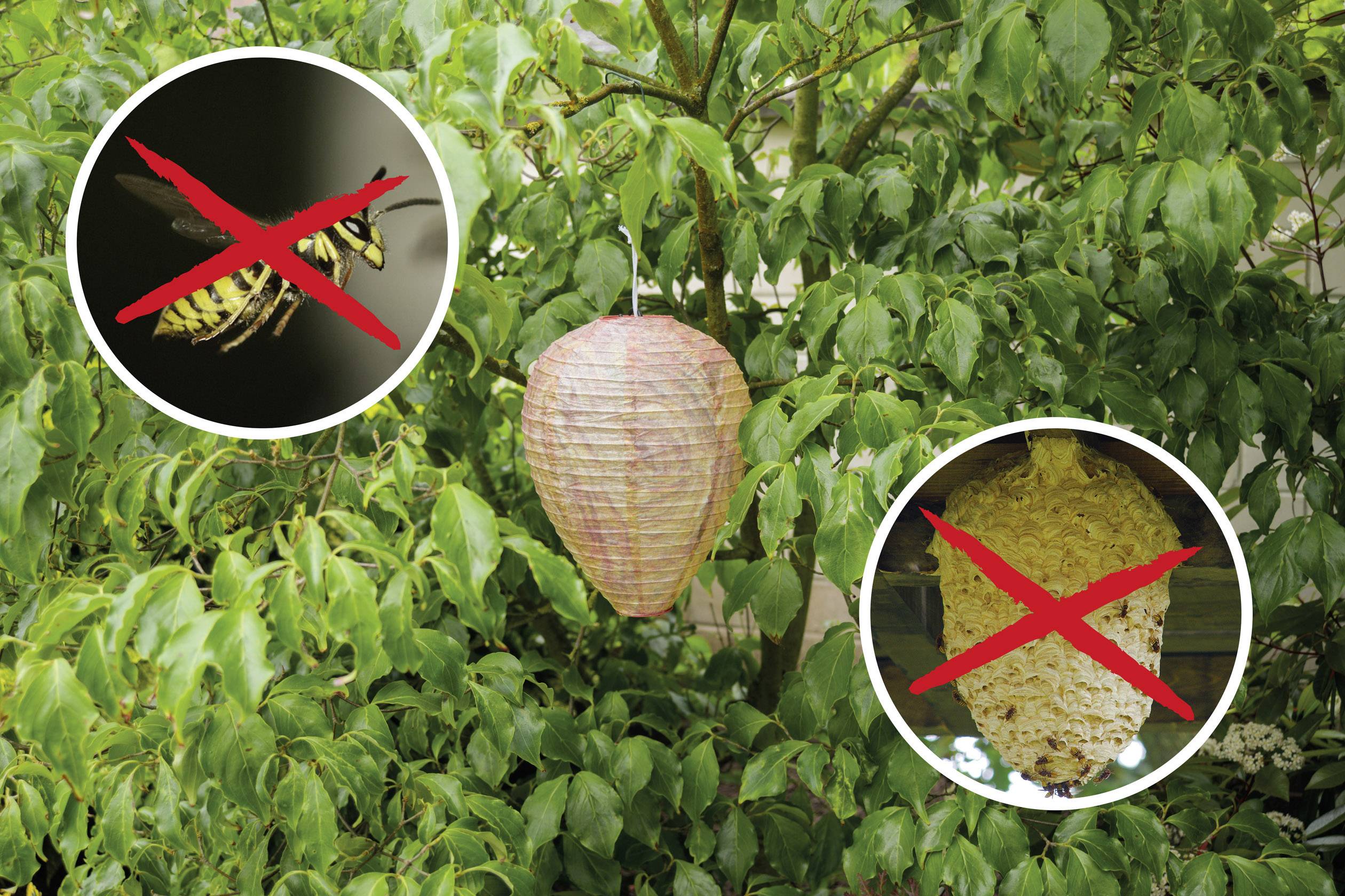 An artificial, paper-like wasp's nest hangs in a tree, symbolising pest control. Wasps and the actual nest are crossed out in red.