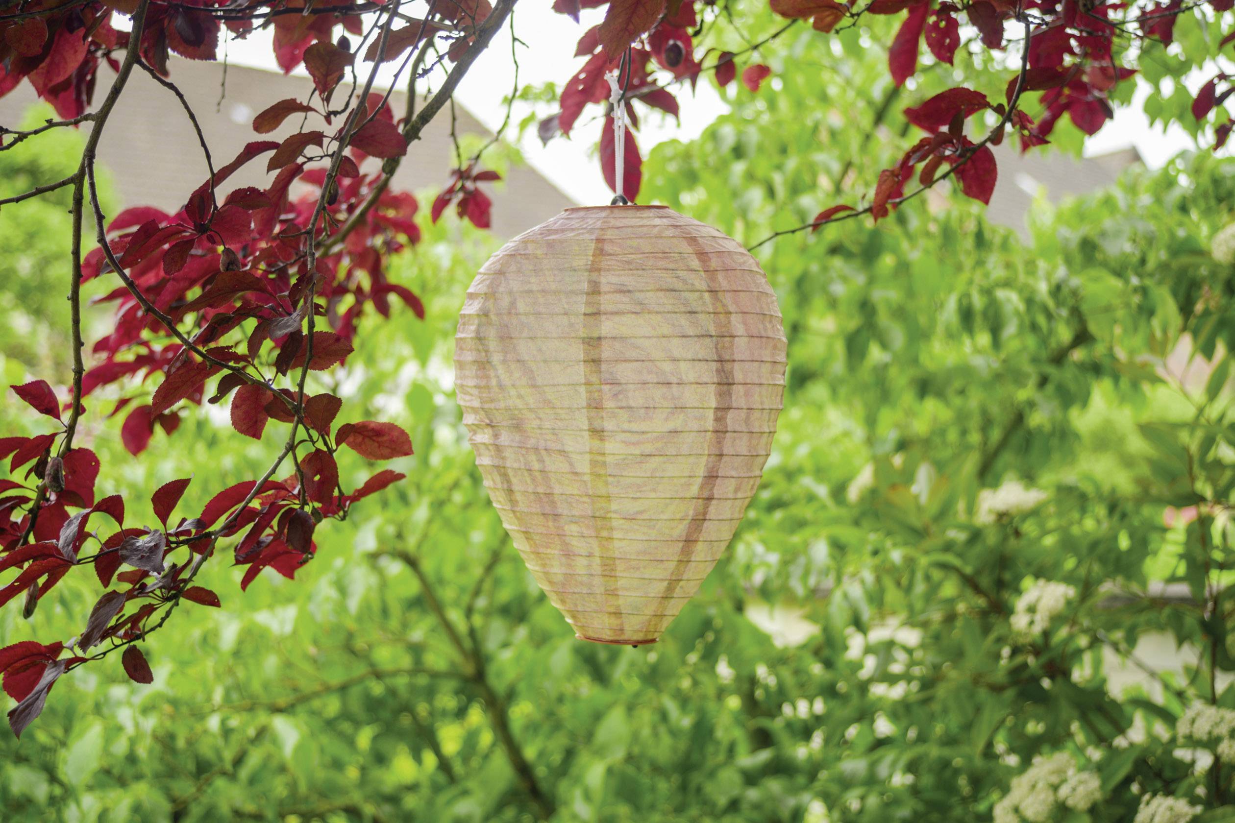 A paper lantern hangs from a branch with red leaves, surrounded by a green, leafy background.