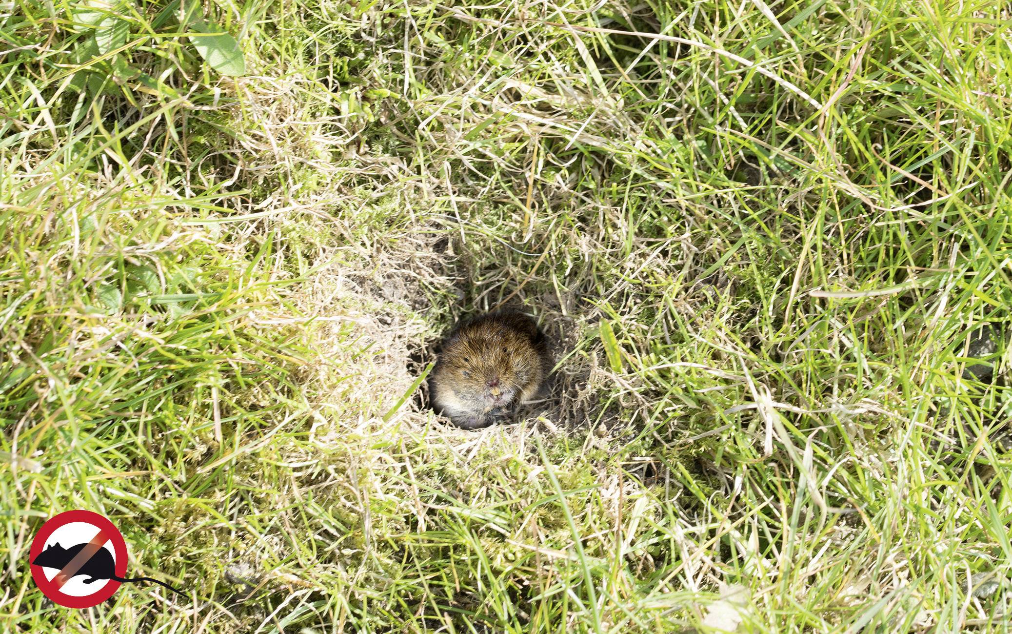 Gardigo Alu Basic Arvicolinae repeller Working principle Vibration Operating range 700 m² 1 pc(s)-2