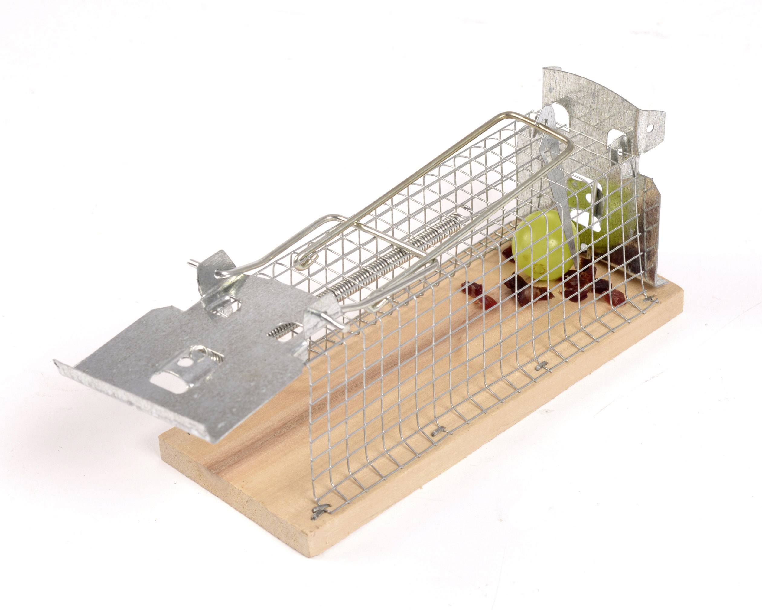 A live trap made of metal and wood, set up with a bunch of grapes as bait.