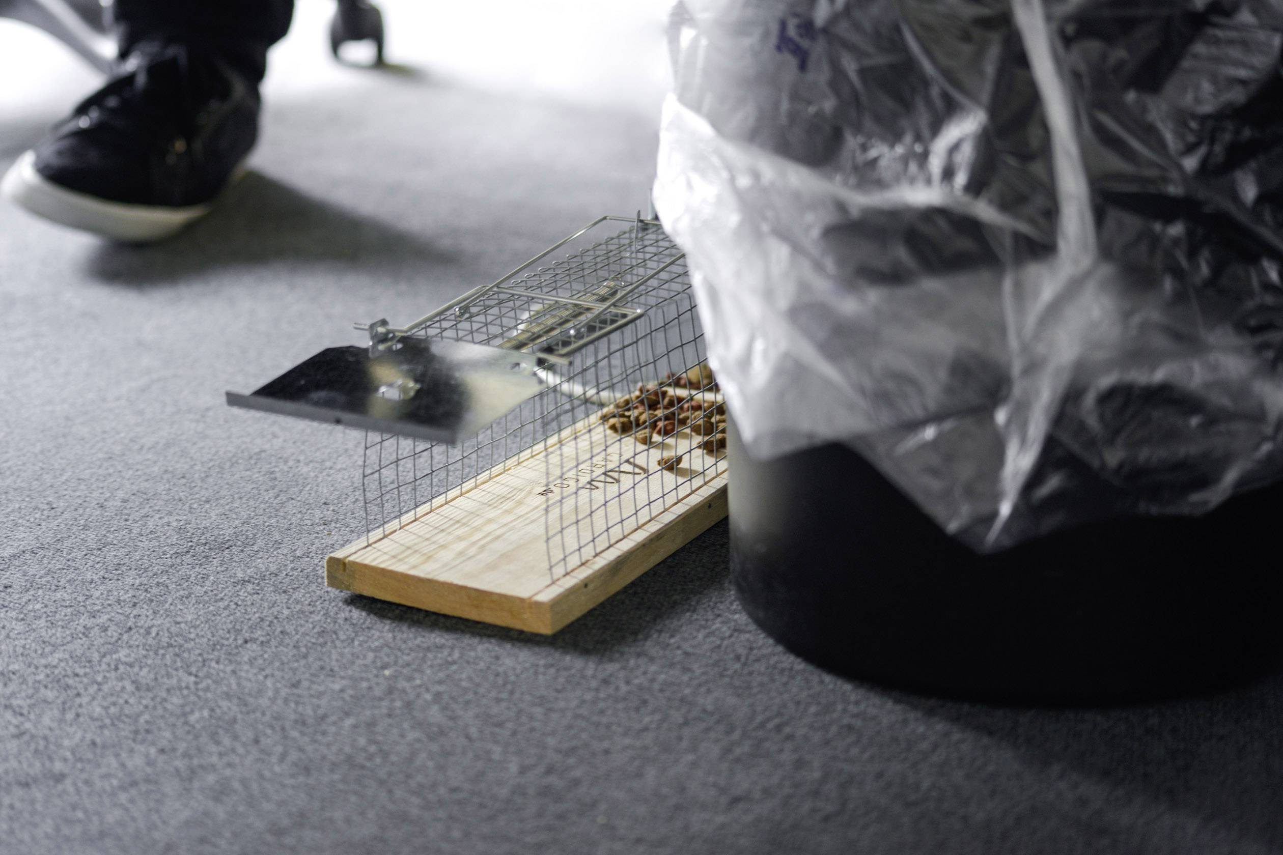 A live trap with bait inside, placed on a carpet floor next to a rubbish bin.