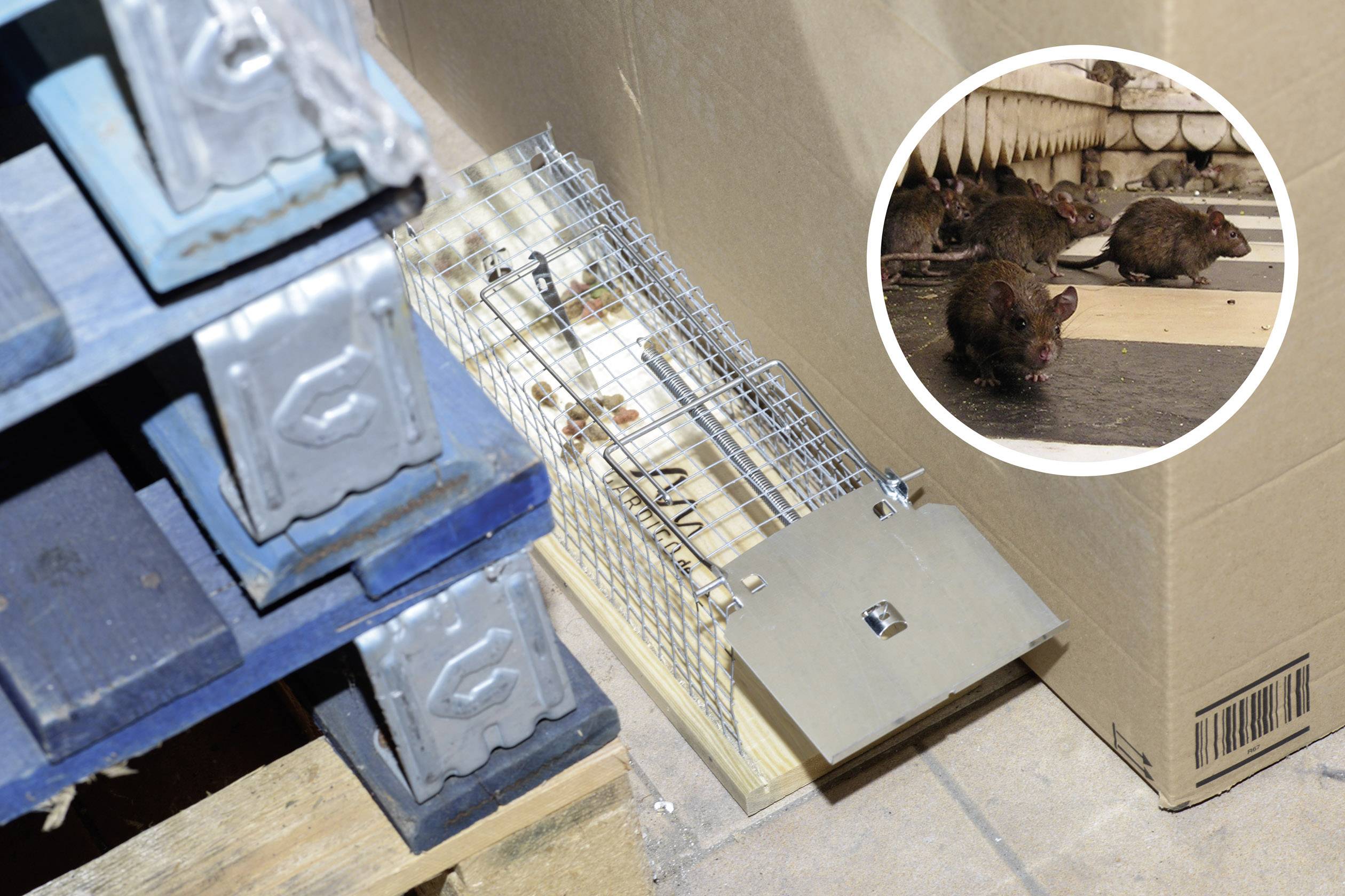A metal mousetrap sits on the floor next to pallets. In a circle, several mice can be seen in a room.