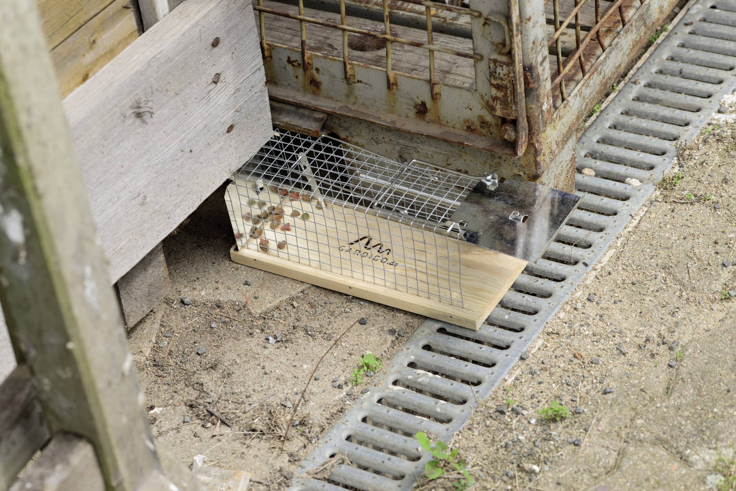A metal trap with an open grid is positioned on the ground between wooden planks and a metal fence, ready for use.