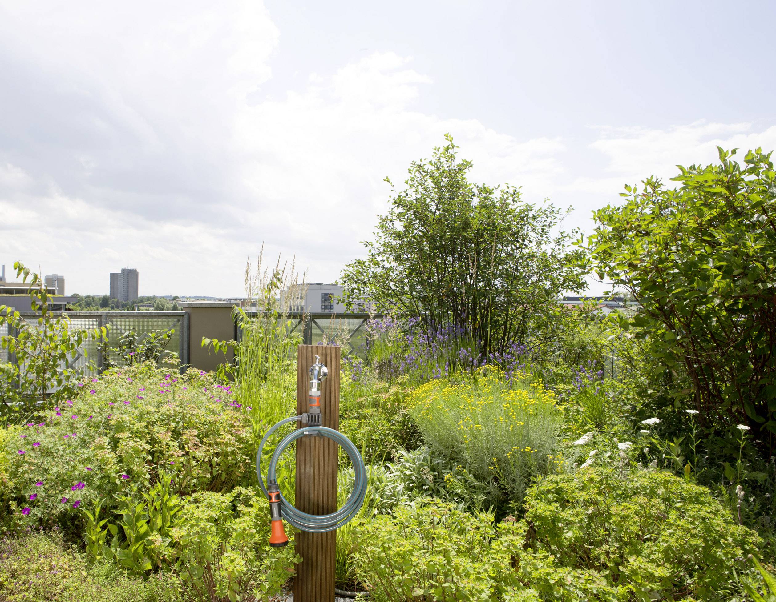 A flourishing roof garden with a variety of plants, a hosepipe, and a sweeping view over the city in the background.