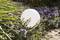 A large white ball rests between purple-flowering plants and green grasses in a sunny garden.