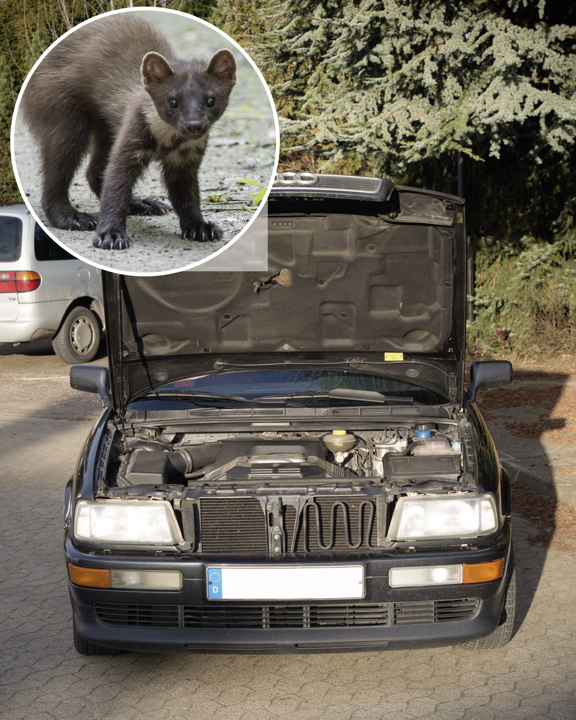 Gardigo LED-Firefly-Flash Car animal repeller Working principle Ultrasound, Multi-frequency Operating range 50 m² 1 pc(s-2