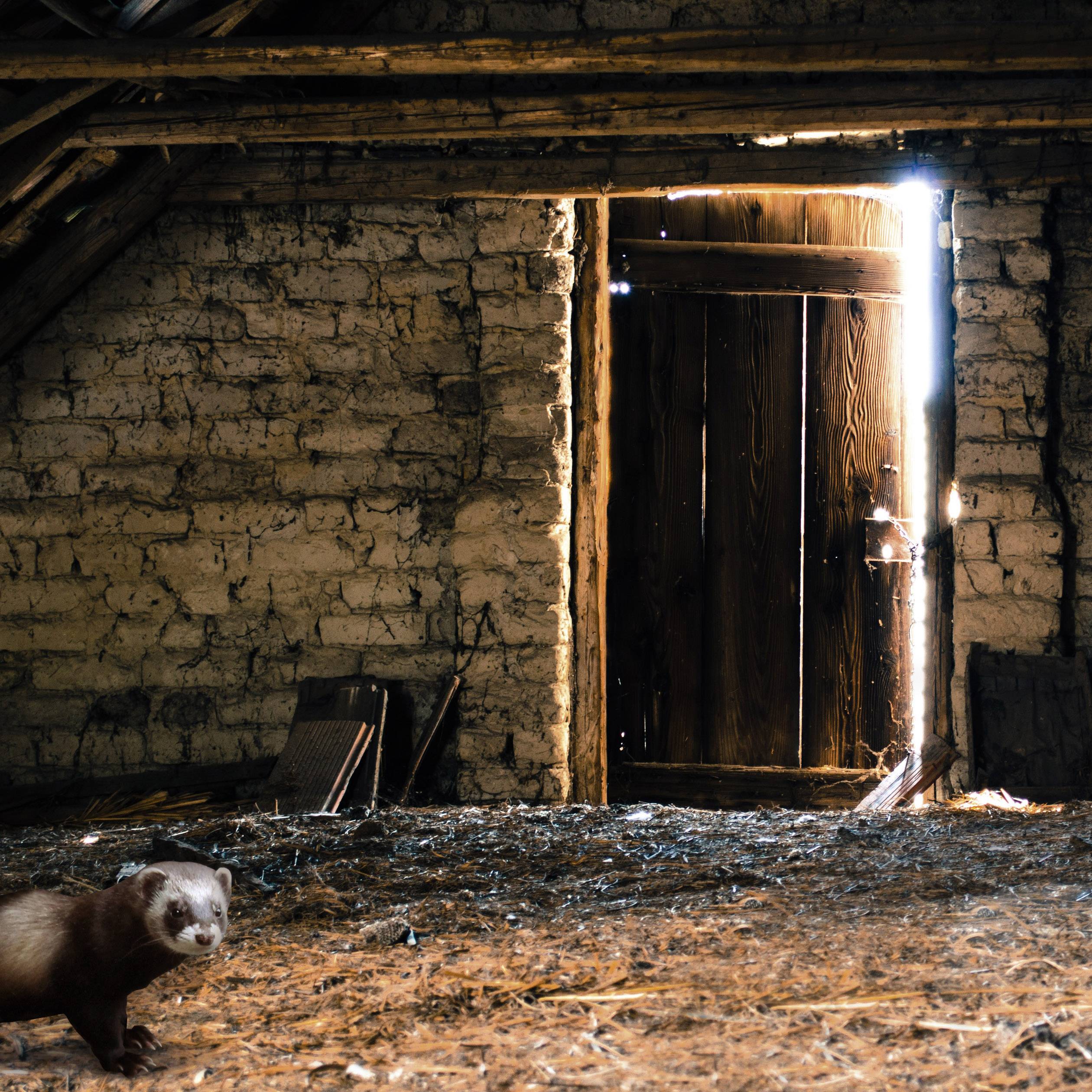 Gardigo LED-Firefly-Flash Car animal repeller Working principle Ultrasound, Multi-frequency Operating range 50 m² 1 pc(s-4