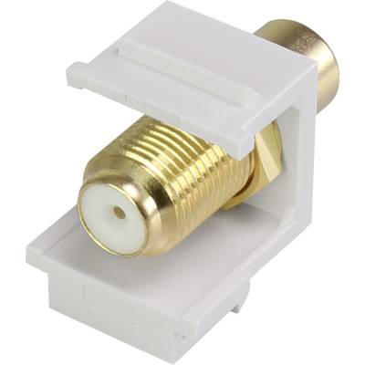 Buy Renkforce RF-KS-RCAFG RCA module Keystone | Conrad Electronic