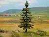 NOCH 21823 Tree Nordmann fir 145 mm 1 pc(s)