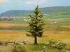 NOCH 21829 Tree Spruce 120 mm 1 pc(s)