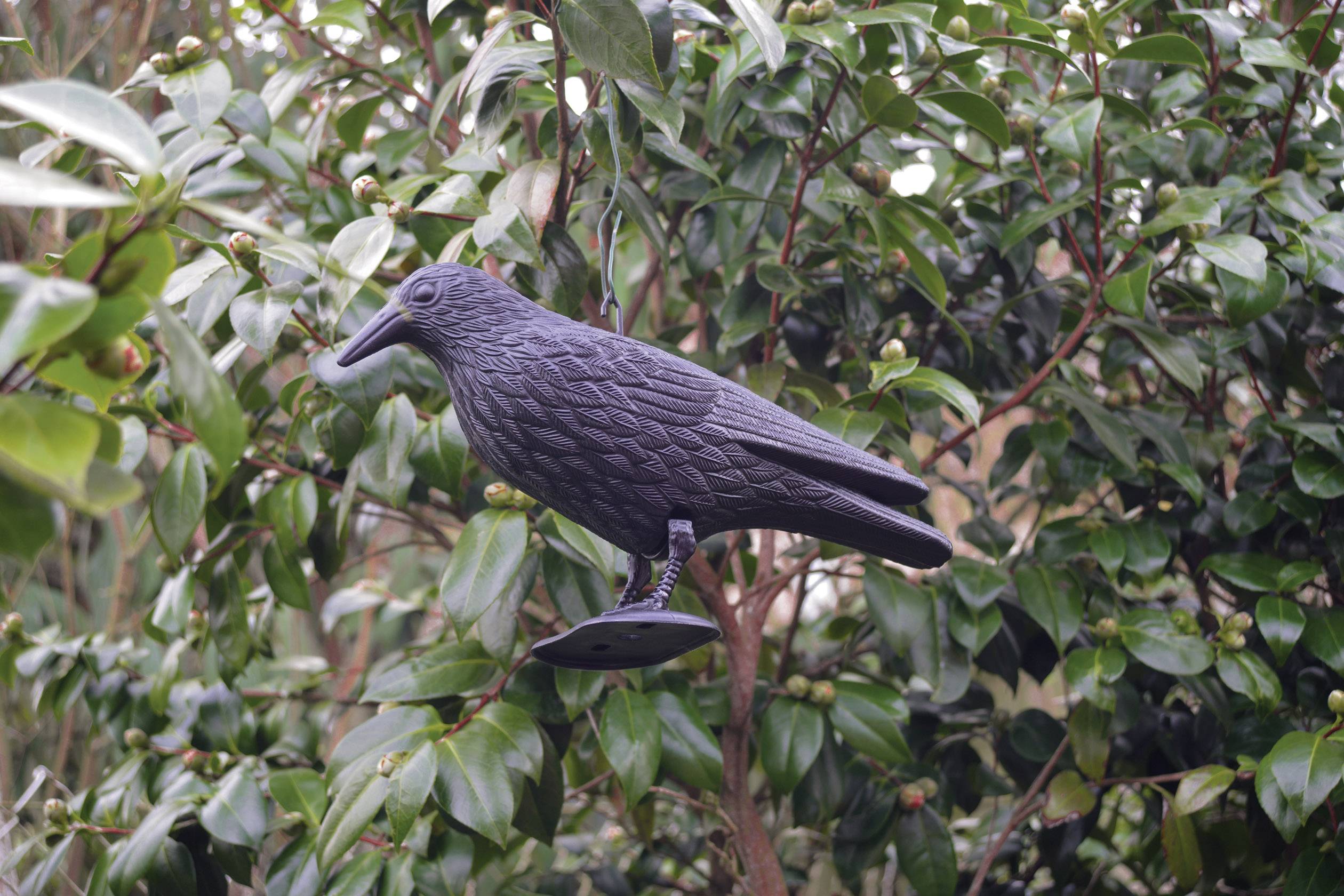 A black crow decoy sits in a dense green bush and serves as a bird deterrent.