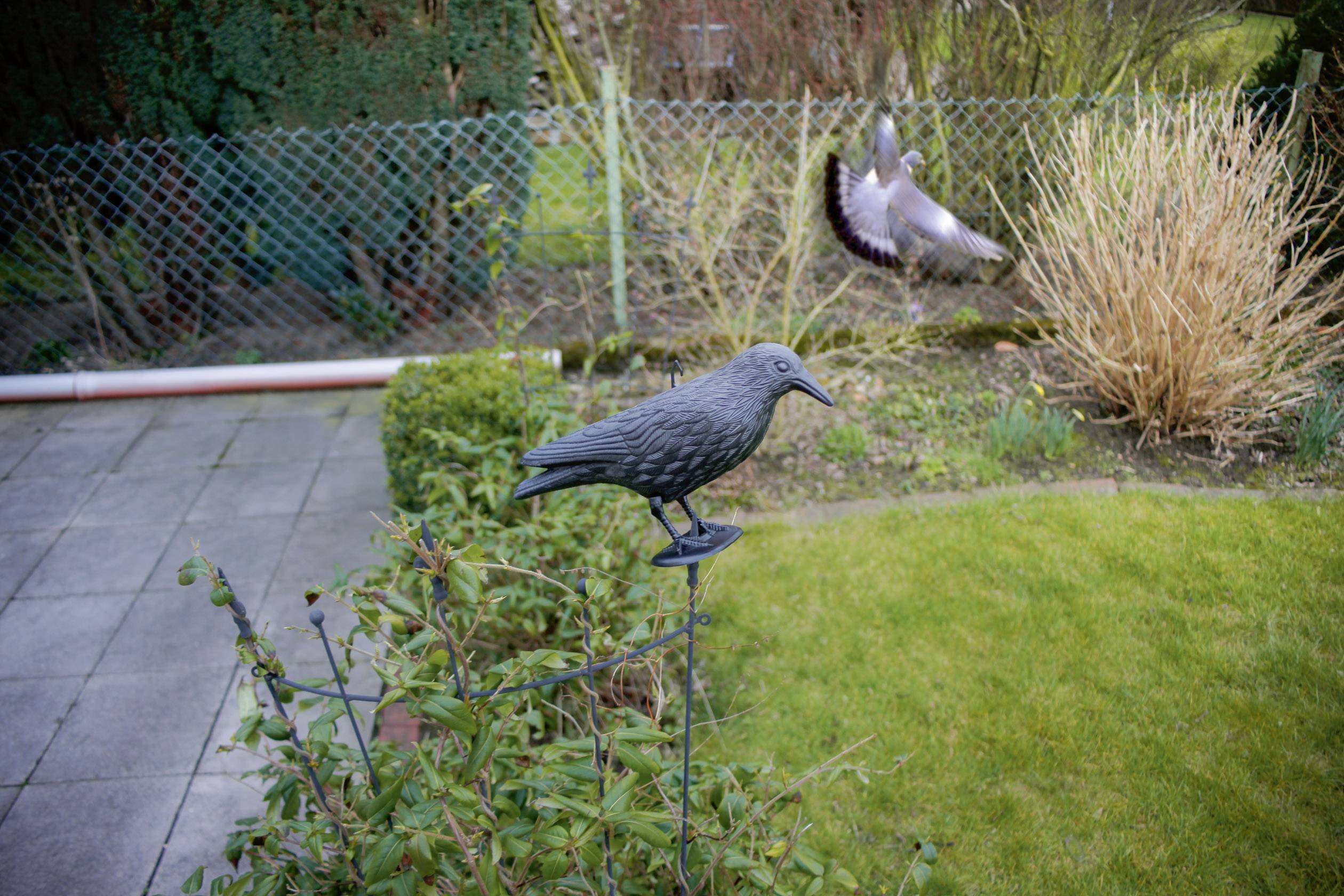 A pigeon flies over a garden with a lawn, hedges, and a decorative bird on a stick in the foreground.