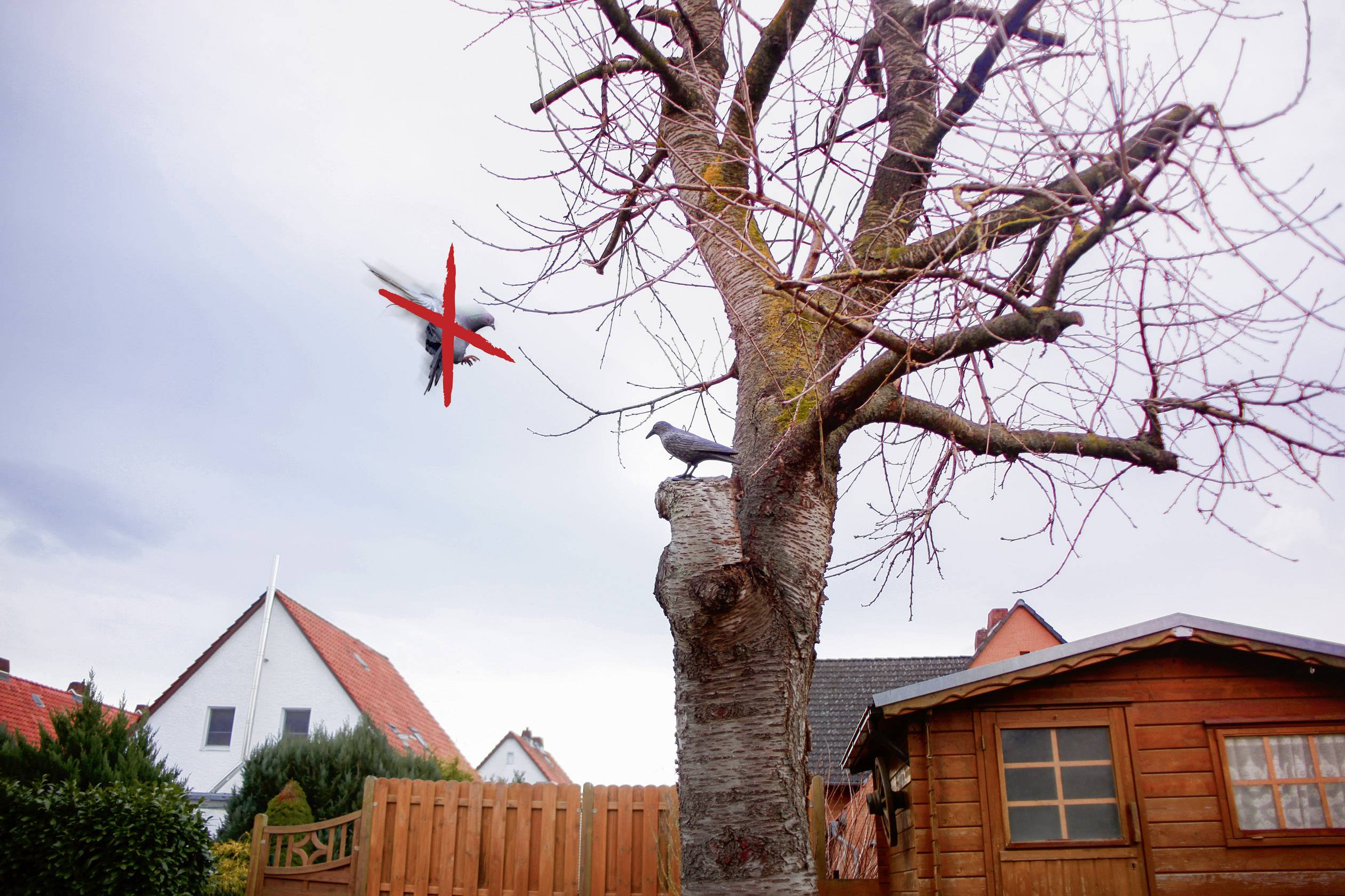A crow sits on a bare tree in front of a wooden fence and shed. A red and black toy aeroplane flies past.