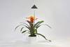 Venso LED grow light SUNLiTE Built-in LED 7 W Neutral white 1 pc(s)