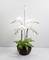 White orchid blooms on slender stems in a decorative pot, surrounded by green leaves, against a plain background.
