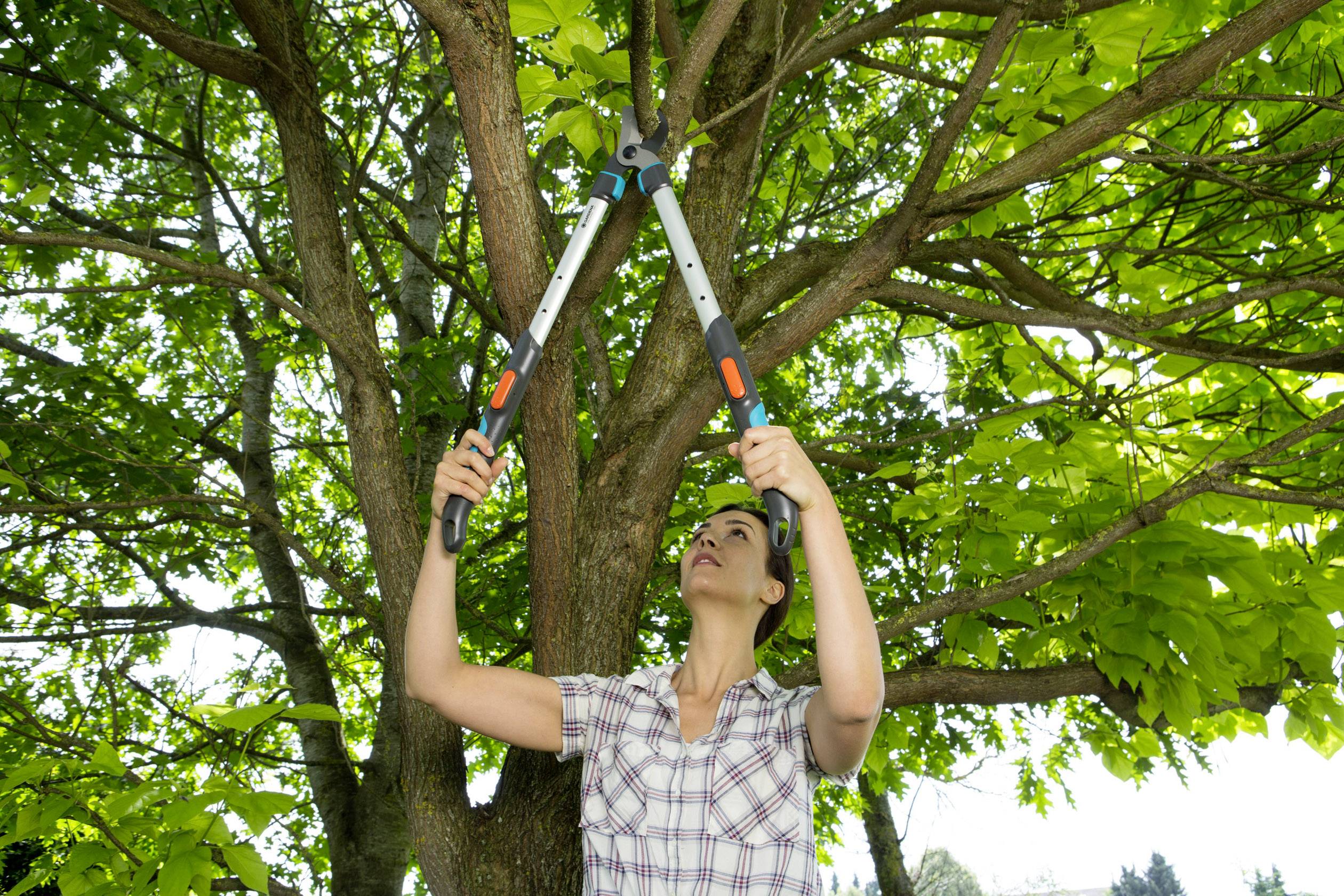 A person is cutting branches of a tree with pruning shears. They are wearing a checked shirt and standing beneath a lush, green tree.