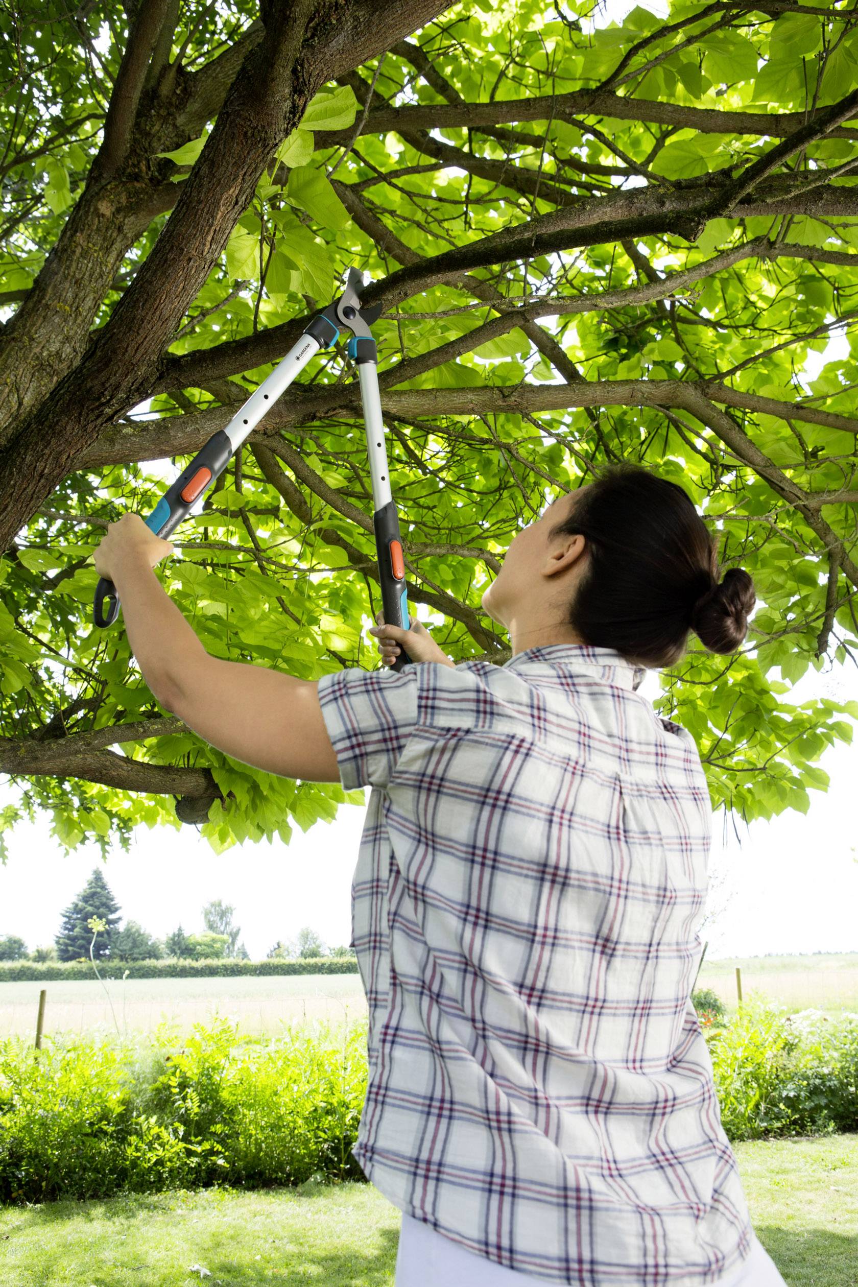 A woman is cutting branches with pruning shears from a tree. The background shows a meadow and trees in sunny weather.