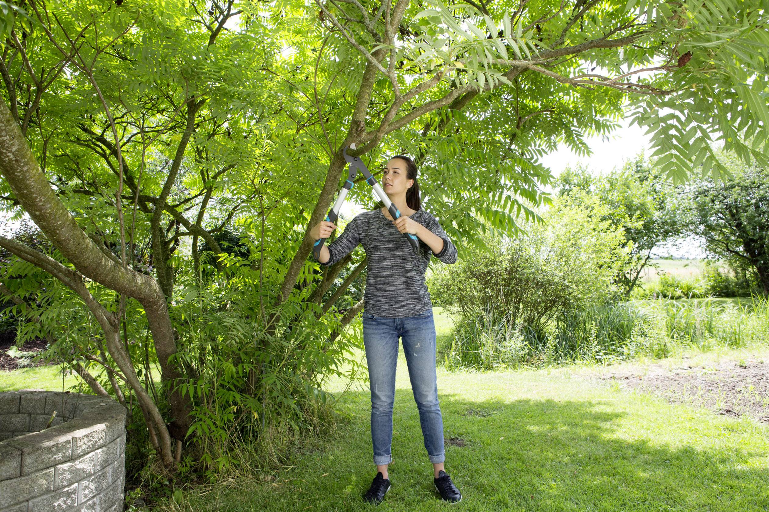 'A woman in casual clothing stands in the garden and cuts branches from a tree with garden shears'