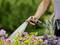 A person is watering colourful flowers in the garden with a hosepipe. Water is flowing strongly from the nozzle onto the plants.