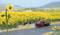 A red lorry stands beside two cows on a sunflower-filled field by the roadside. Hilly landscape in the background.