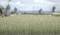 A vast field with densely growing crops, a blue sky and trees blurred in the background.