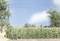 A miniature model of a rural landscape with a cornfield in the foreground, trees in the background, and a blue sky.