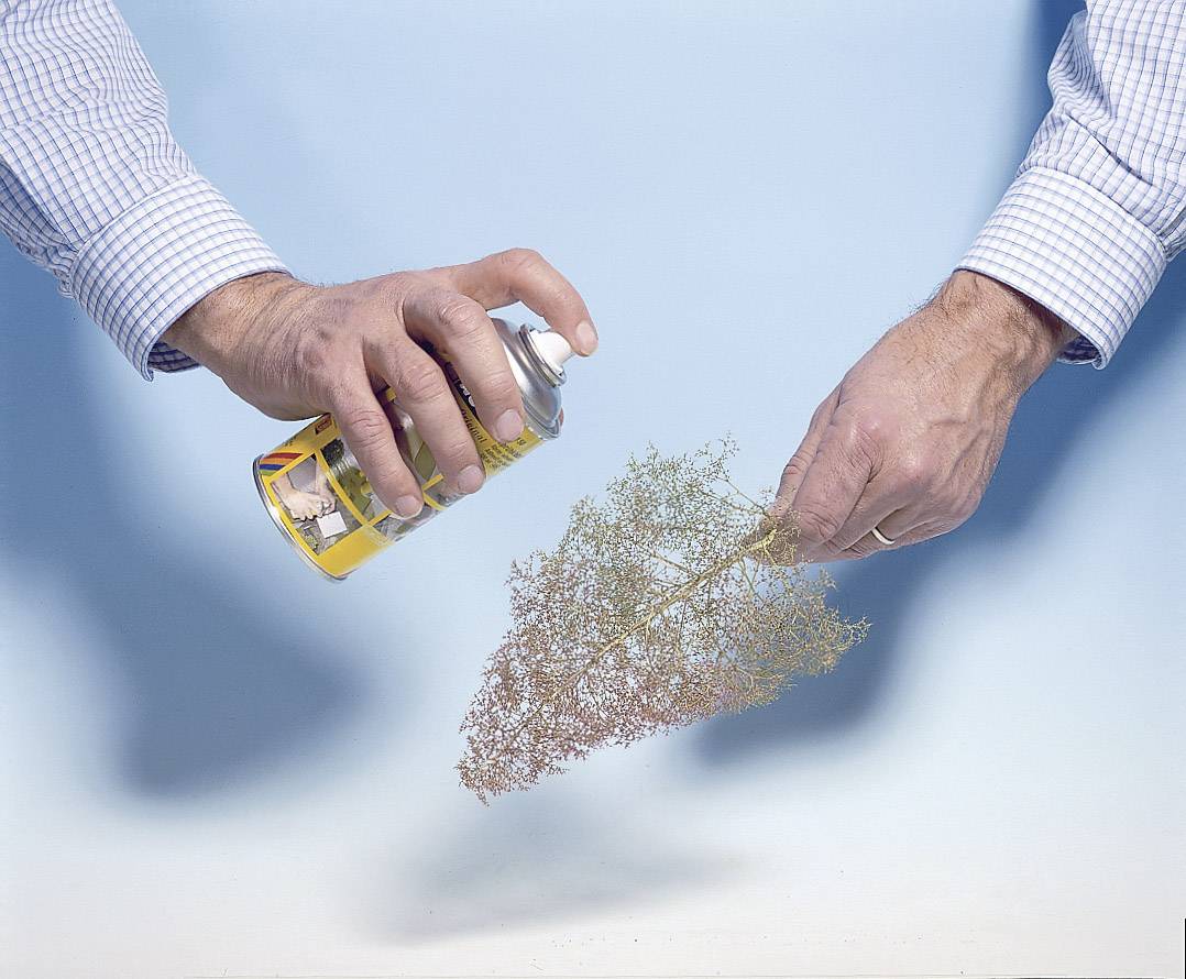 A person is holding a dry branch and spraying it with a spray. The background is blue.