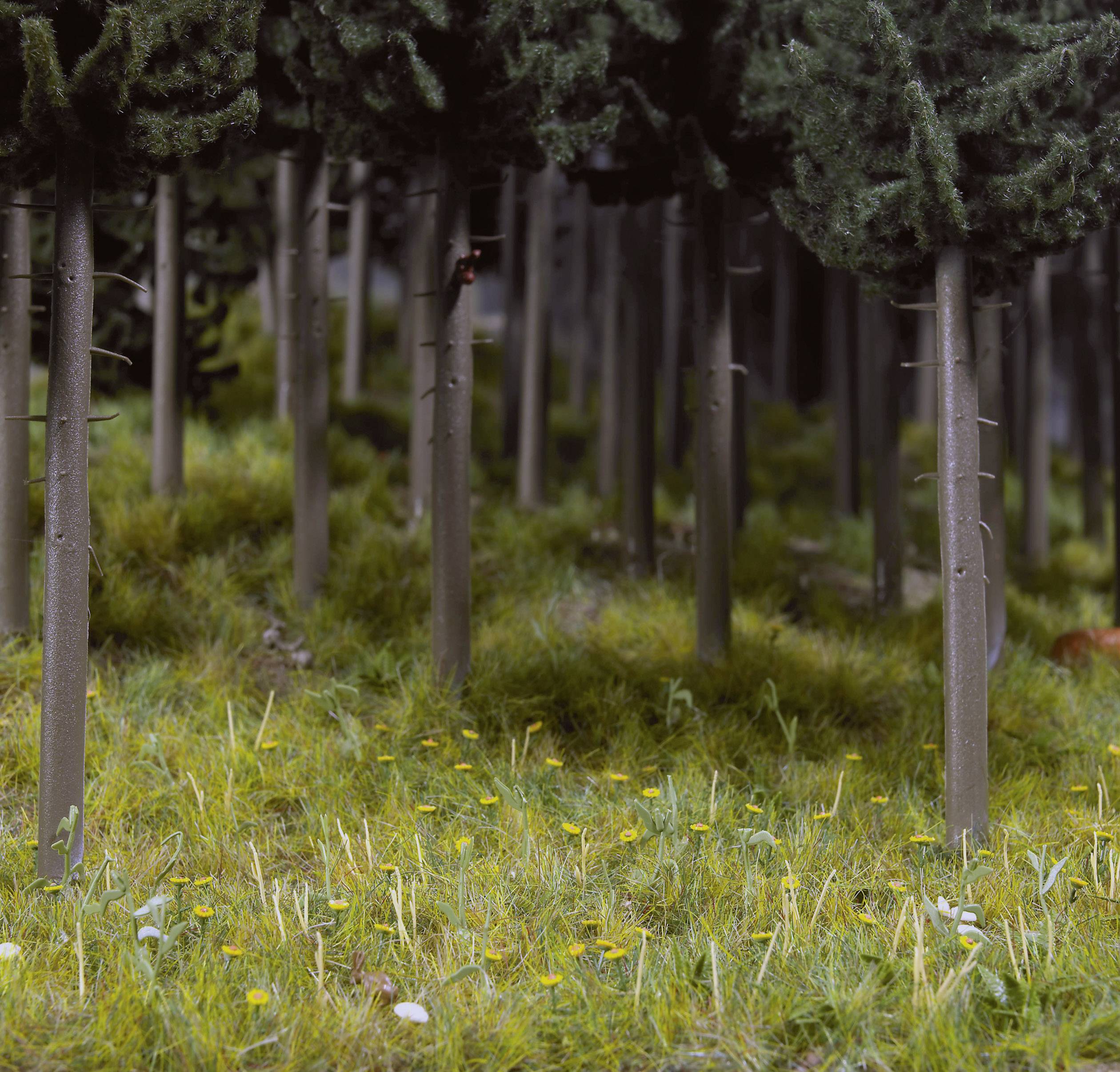 A woodland with tall, slender trees and dense, green ground vegetation. Sunlight filters gently through the tree canopy.