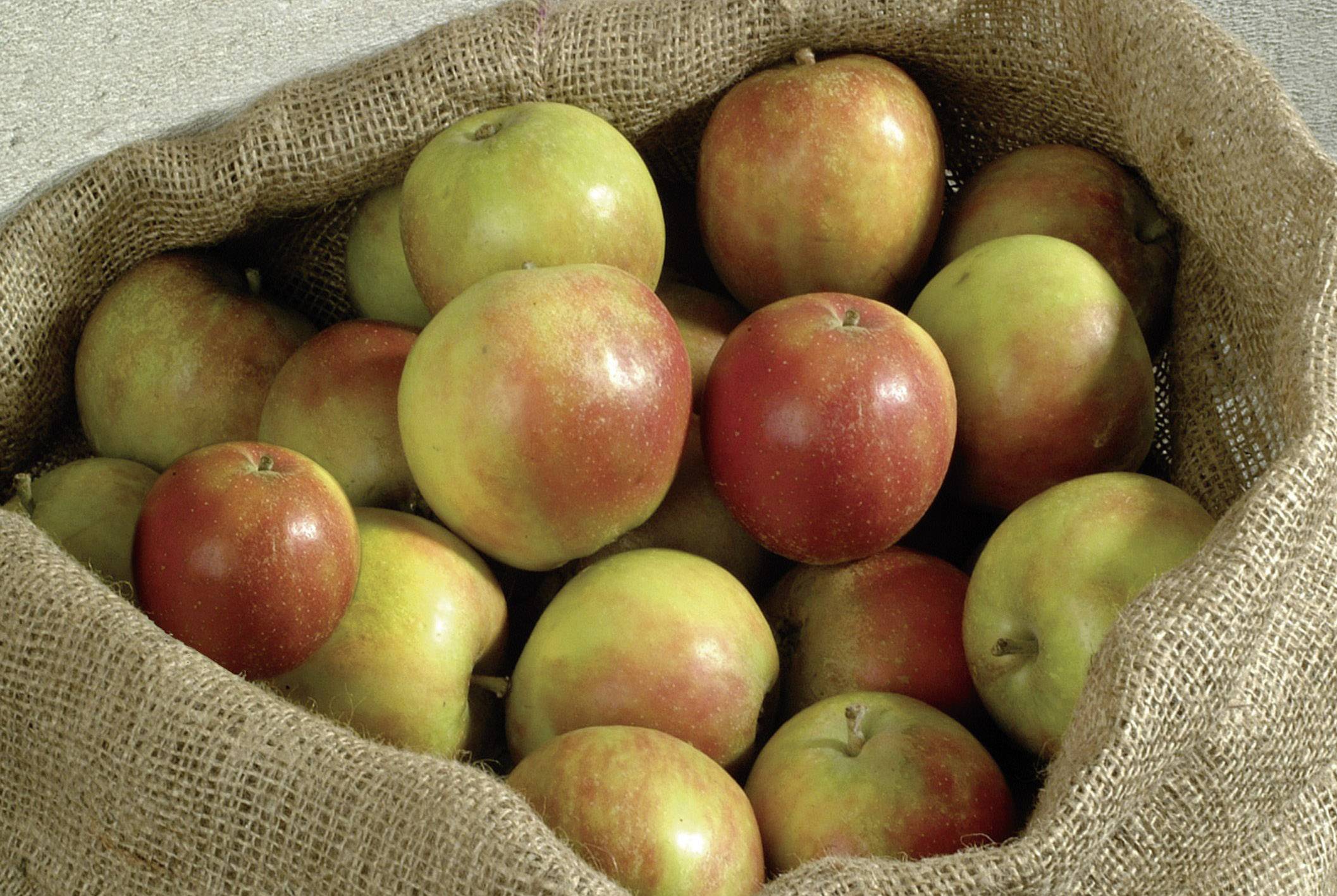 Apples in an open jute sack, partially tinged red.