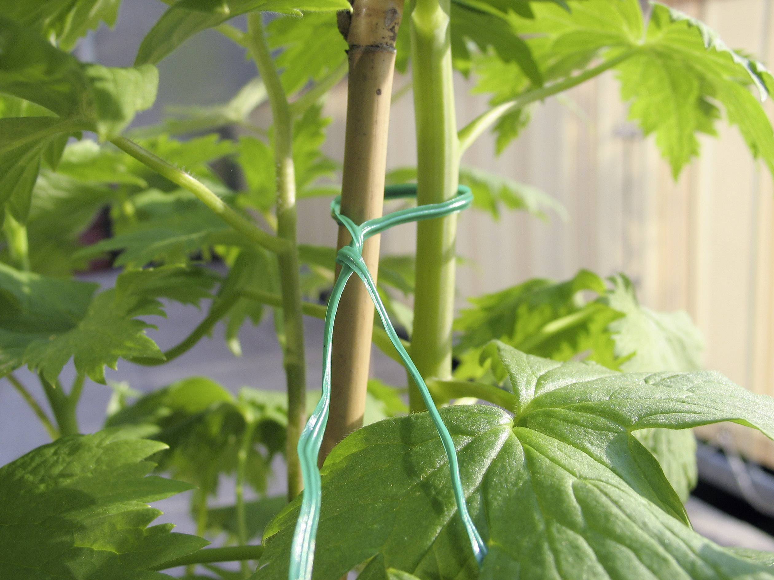 A plant is tied to a wooden stake with a green garden twine to provide it with stability. The leaves are green and large.