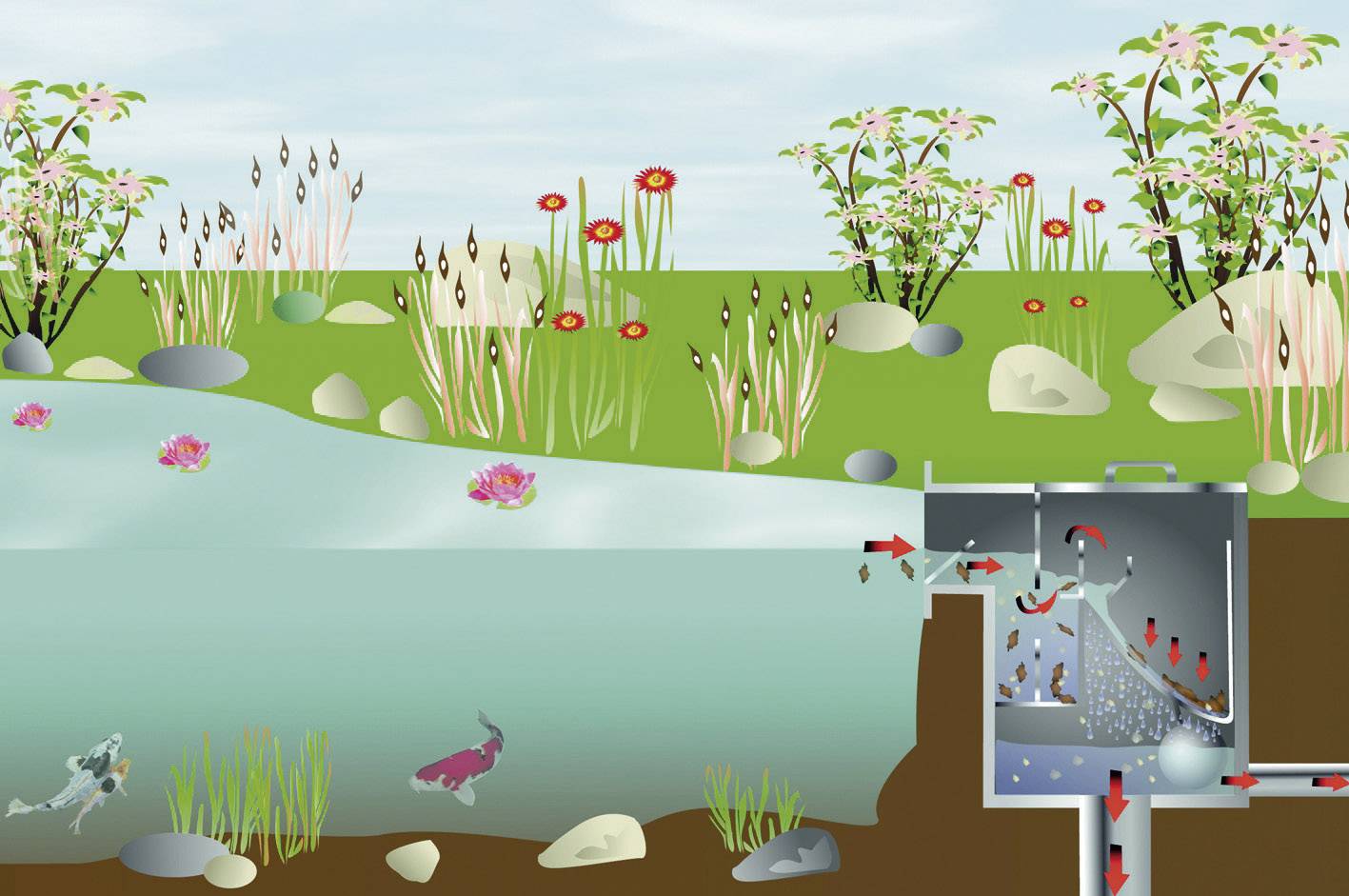 Cross-section of a pond system with biological filtration. Left: Plants and fish in the water. Right: Water purification in the filter mechanism.