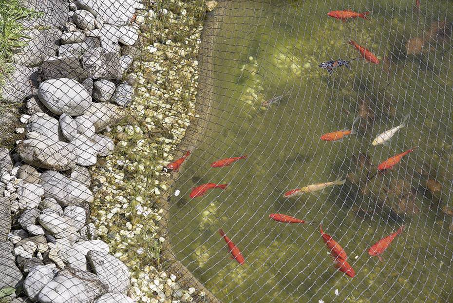Pond with a net covering, containing several orange and white fish; surrounded by stones and gravel.