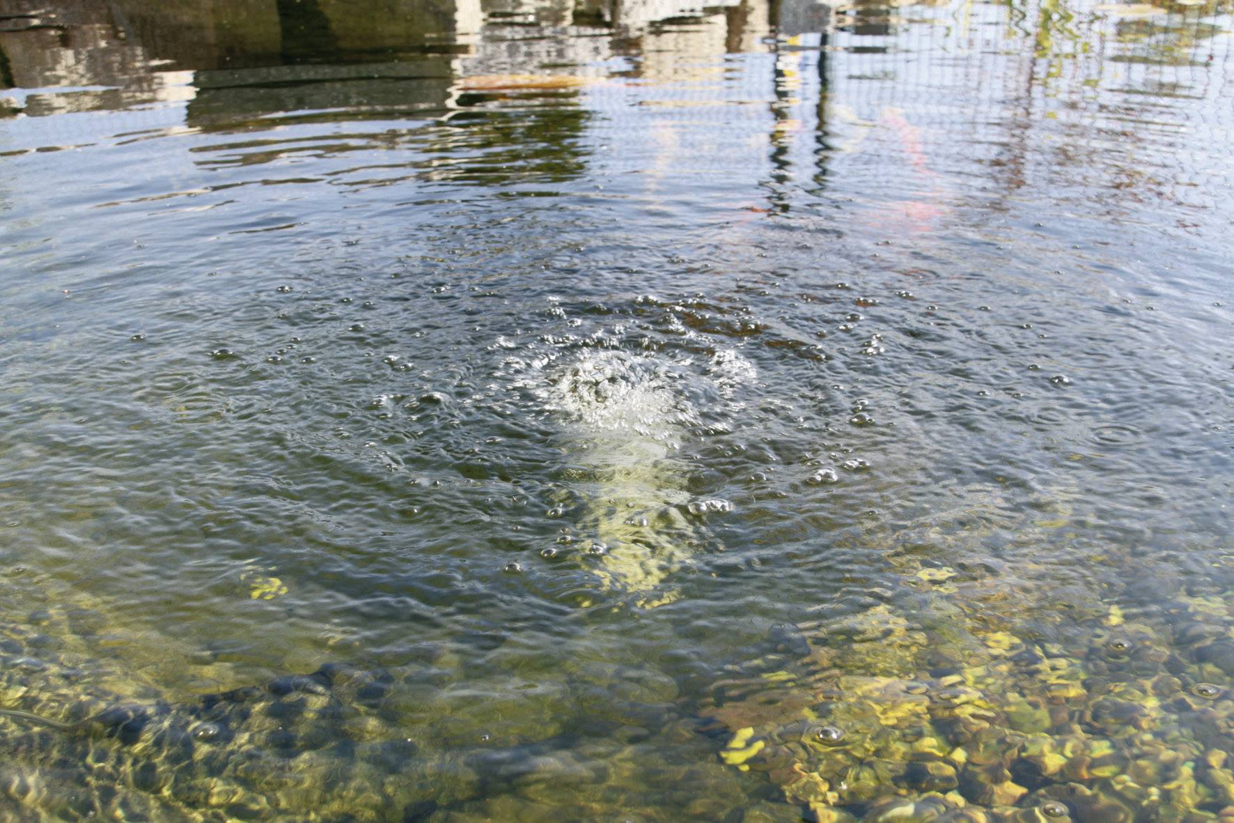 Pond with a water surface, where small waves are forming concentrically around a point where an object has been submerged. Stones visible on the bottom.