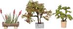H0 3er set of ornamental plants in flower pots, shrubs