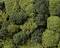 Green moss carpet texture with varying shades, displaying dense, intricately growing plant structures.
