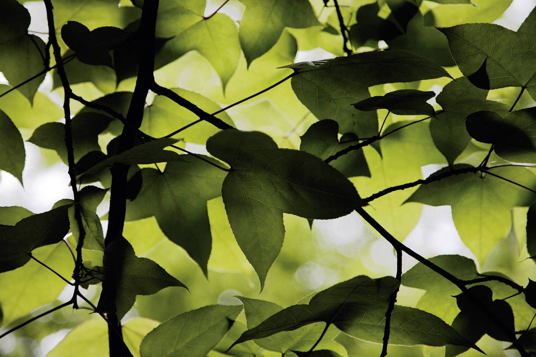 View through tree canopies, green leaves in sunlight.