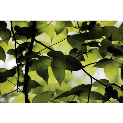 View through tree canopies, green leaves in sunlight.
