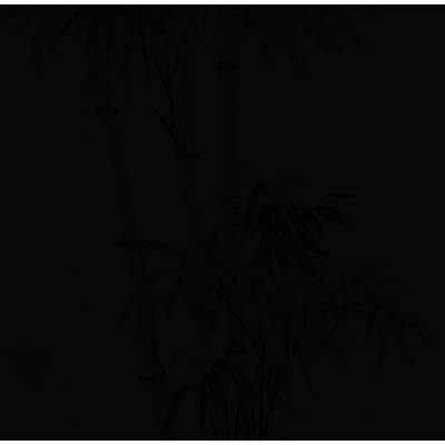 Dark, almost black silhouette of bamboo plants with dense leaves and stems against an invisible background.