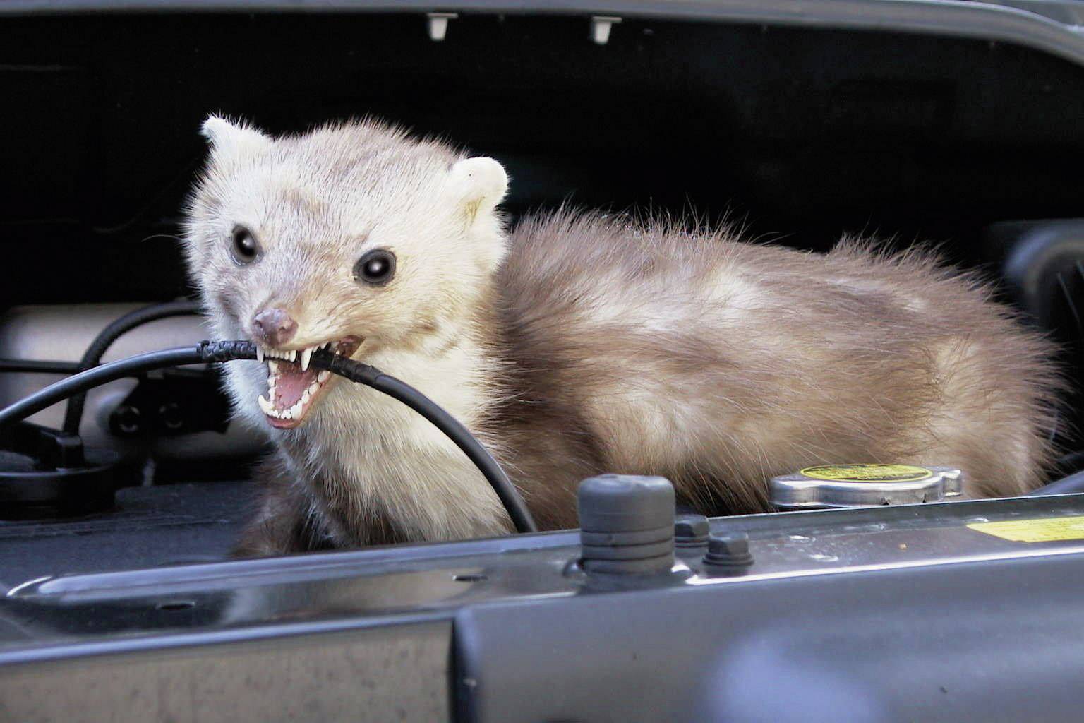 A pine marten is sitting in an open car engine compartment and biting into a cable.
