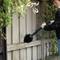 A man is cleaning a wooden wall with a large brush, surrounded by green plants; focus on the cleaning activity.