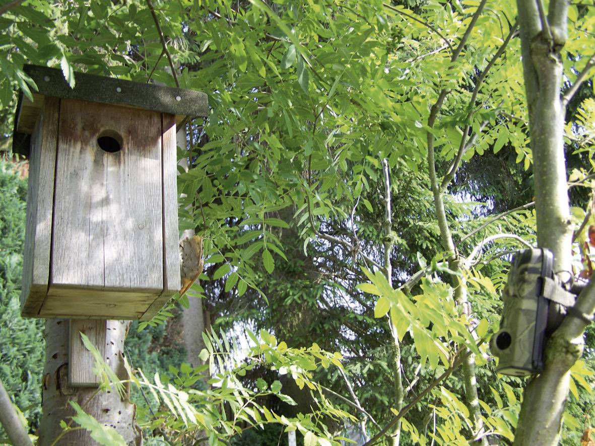 'Wooden nestbox on a tree with surrounding foliage. A small bird sits at the entrance of the box. A camera is visible in the background.'