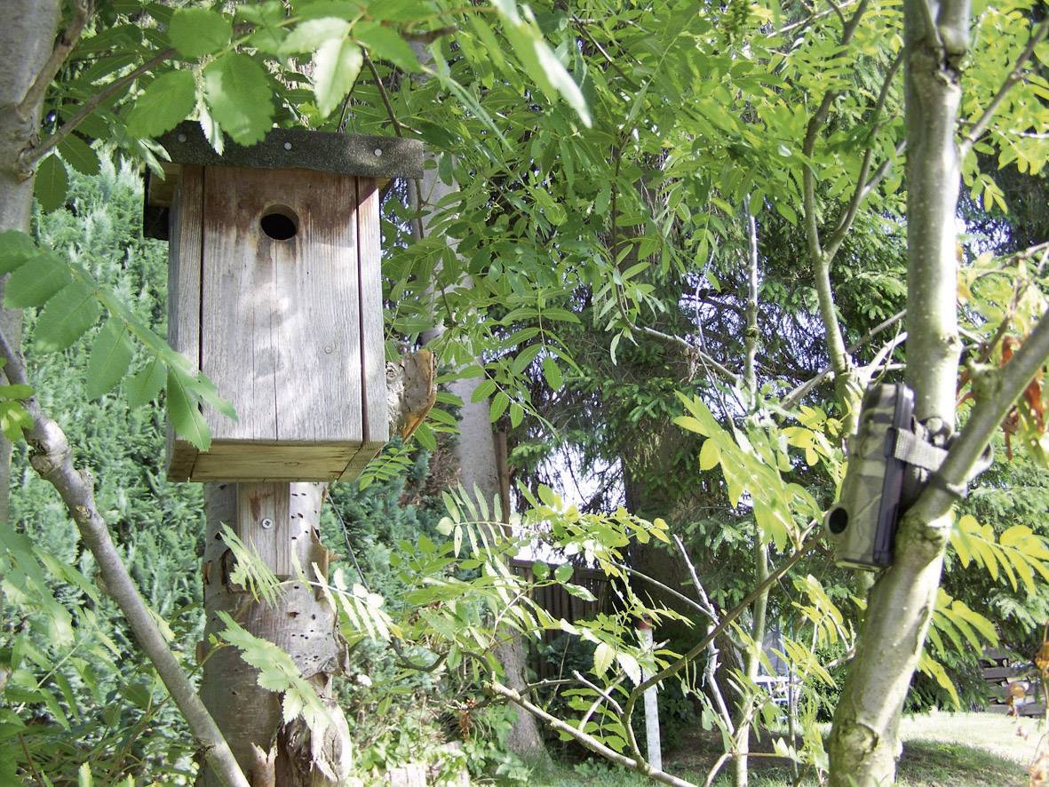 A wooden birdhouse hangs between green trees. A bird sits on the edge of the house. Background: dense woodland.